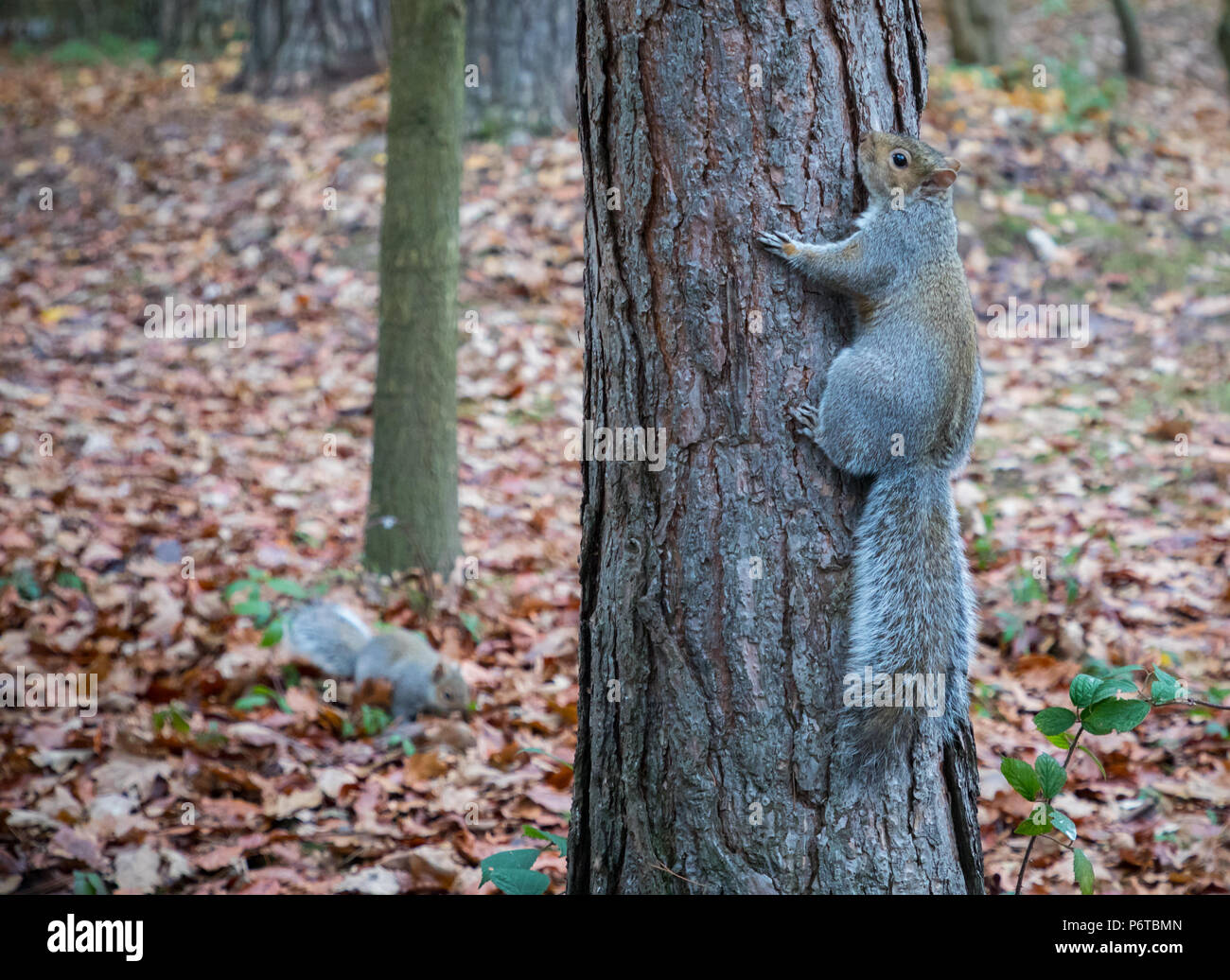 Grey squirrel in the woods Stock Photo