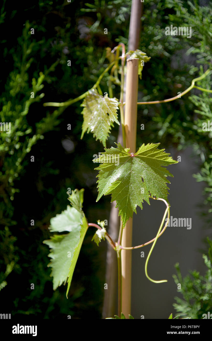 vine growing with buds and branches Stock Photo Alamy