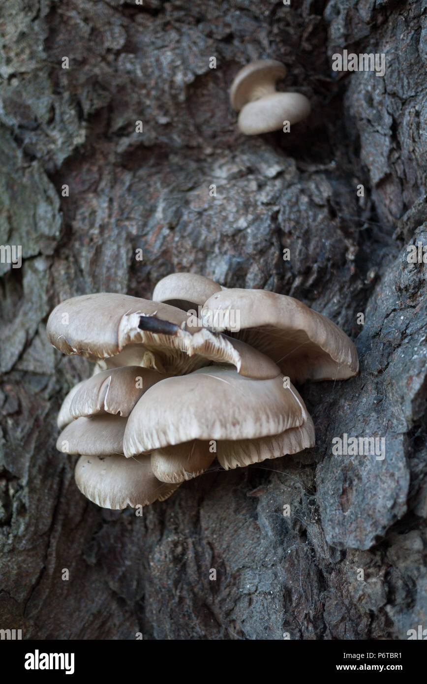 Oyster mushrooms (Pleurotus ostreatus) growing on a tree in early winter. Stock Photo