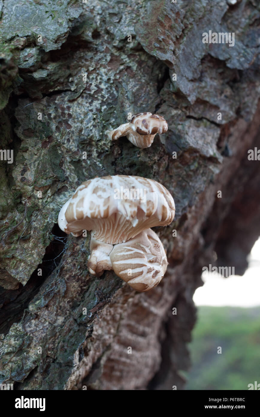 Mushrooms growing on a tree in early winter Stock Photo Alamy