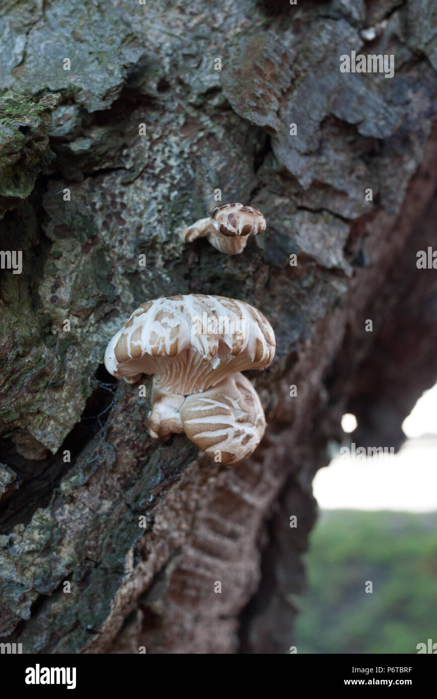 Mushrooms growing on a tree in early winter. Stock Photo
