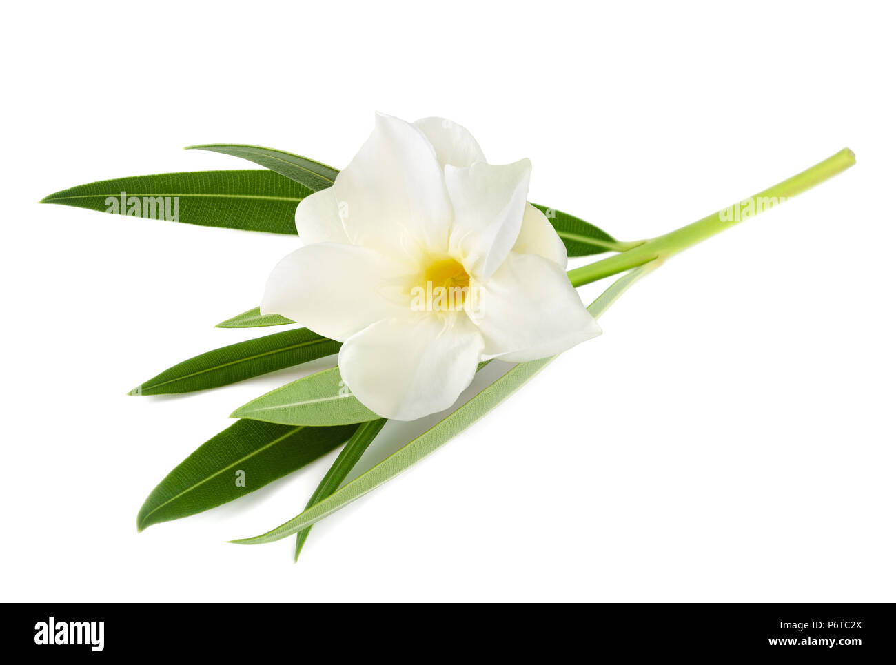 White oleander flower isolated on white background Stock Photo - Alamy