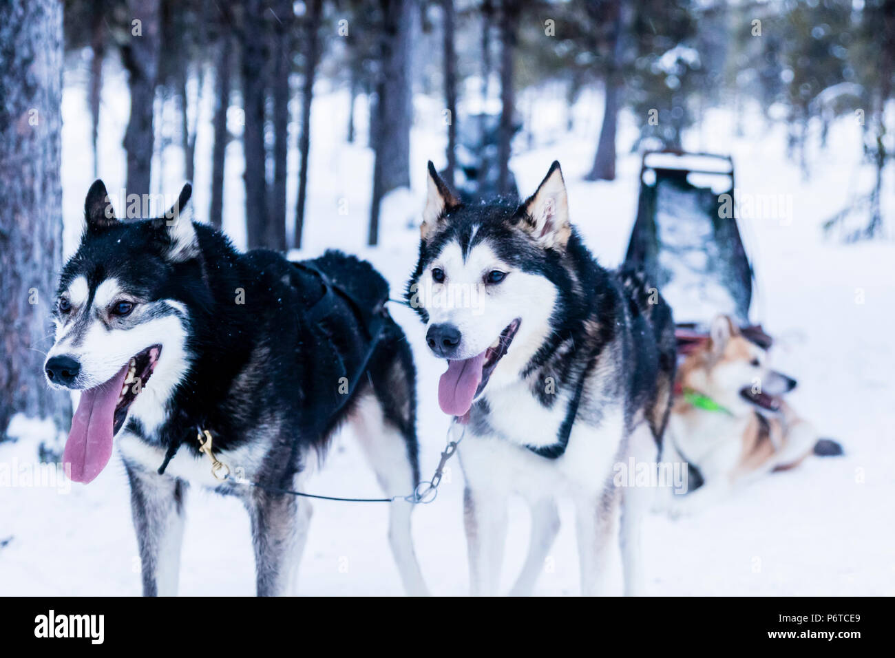 Dog sledding with huskies Stock Photo Alamy