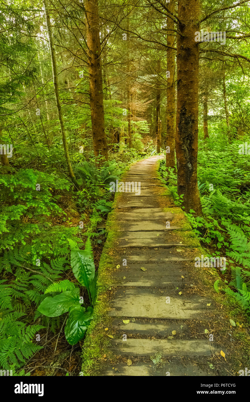 Boardwalk along the trail through the Makah Reservation forest on the way to Shi Shi Beach in Olympic National Park, Washington State, USA Stock Photo