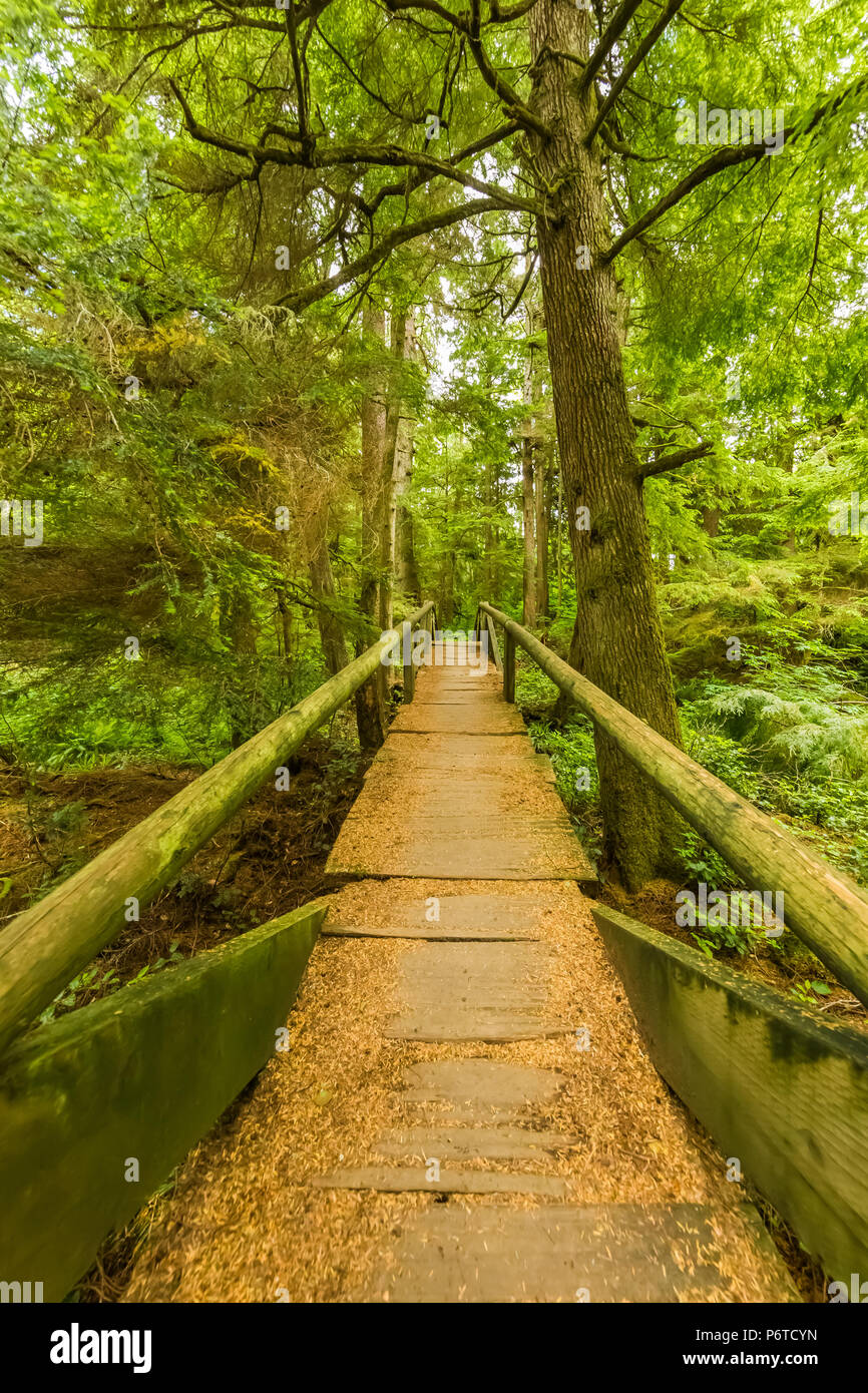 Boardwalk along the trail through the Makah Reservation forest on the way to Shi Shi Beach in Olympic National Park, Washington State, USA Stock Photo