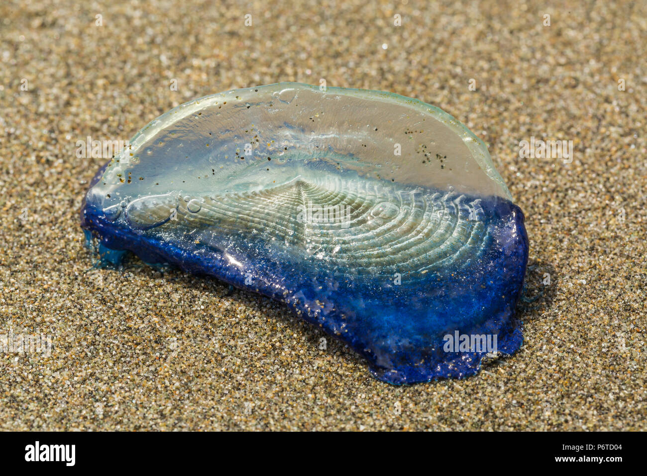By The Wind Sailor Hi res Stock Photography And Images Alamy