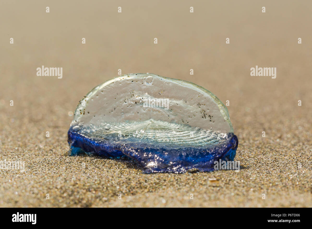 Wind sailor jellyfish hires stock photography and images Alamy