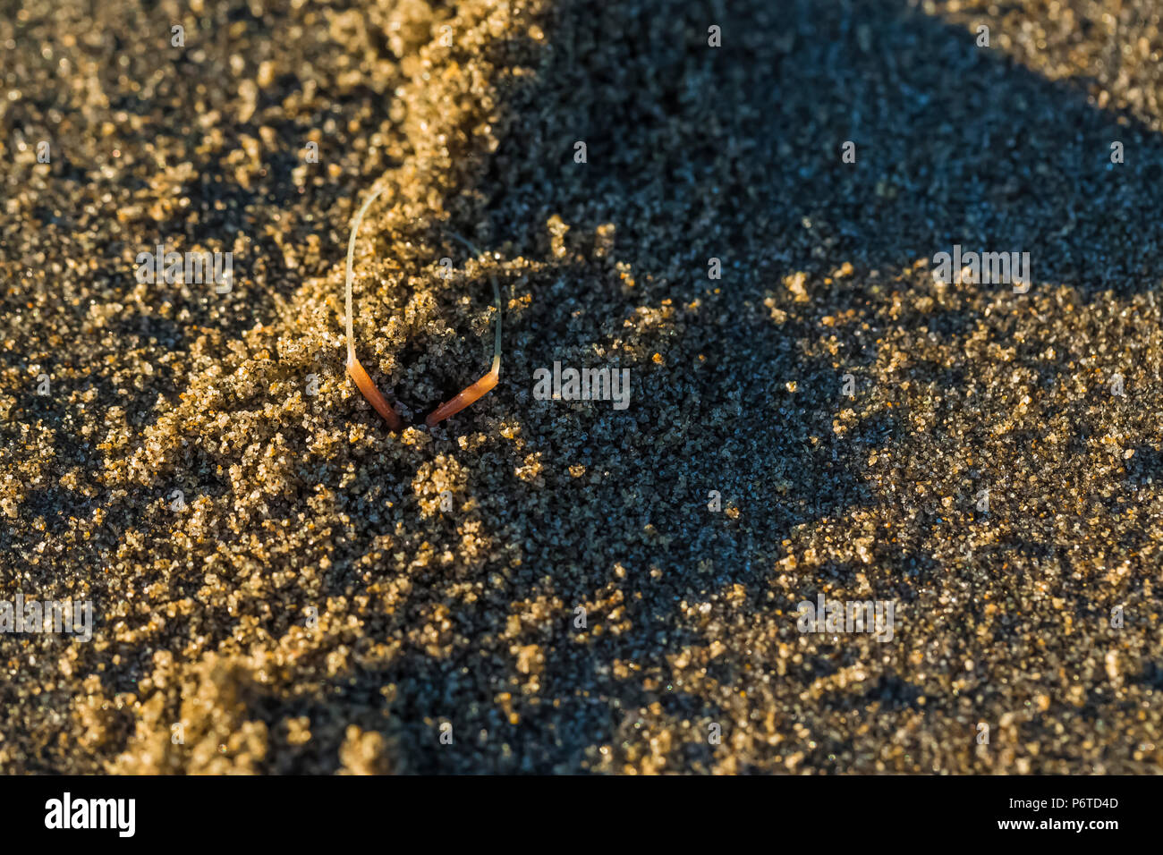 California Beach Flea, Megalorchestia californiana, at burrow near the high tide line on Shi Shi Beach along the Pacific Ocean in Olympic National Par Stock Photo