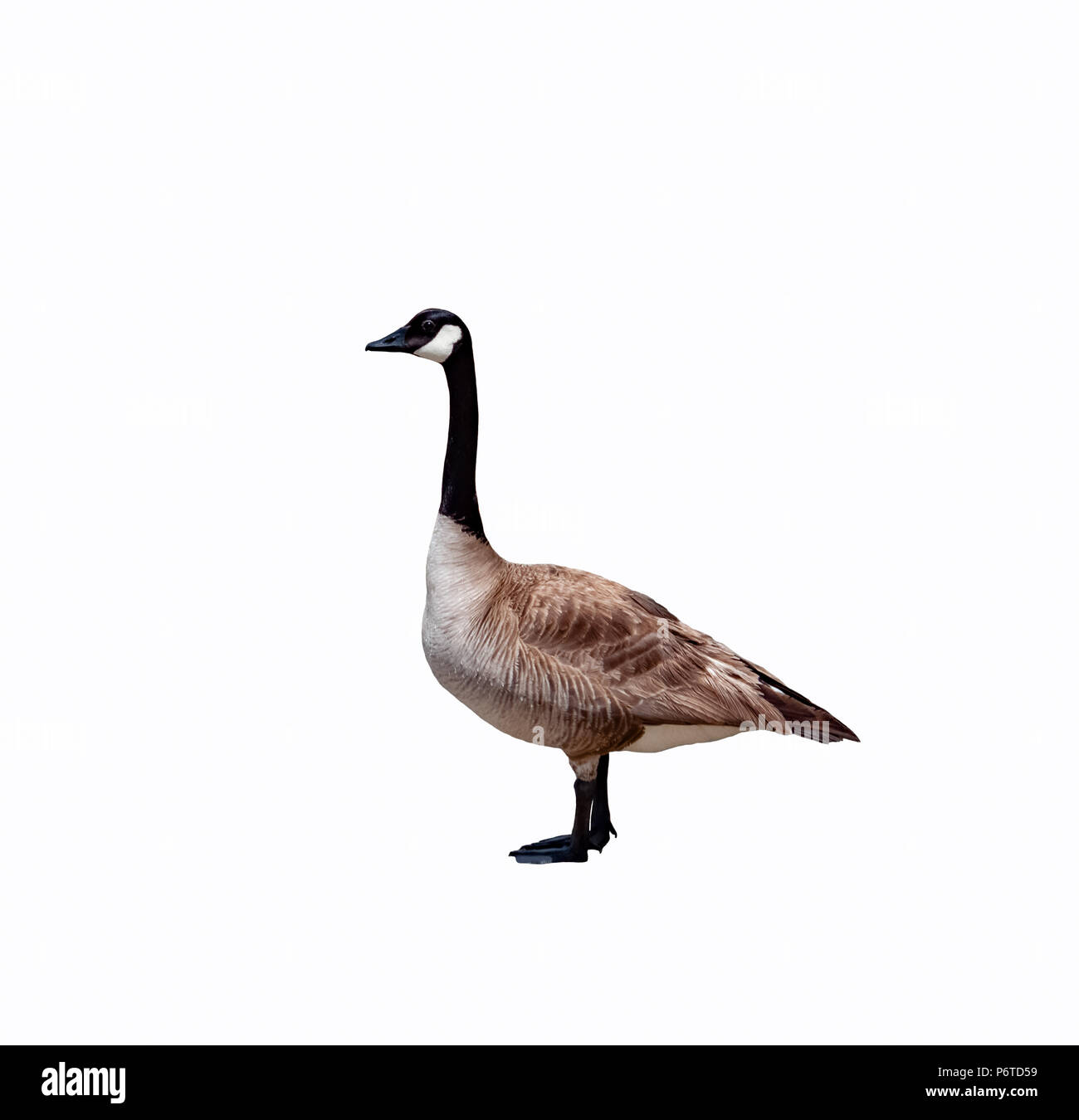 Canadian goose cut out close up against a white background Stock Photo -  Alamy