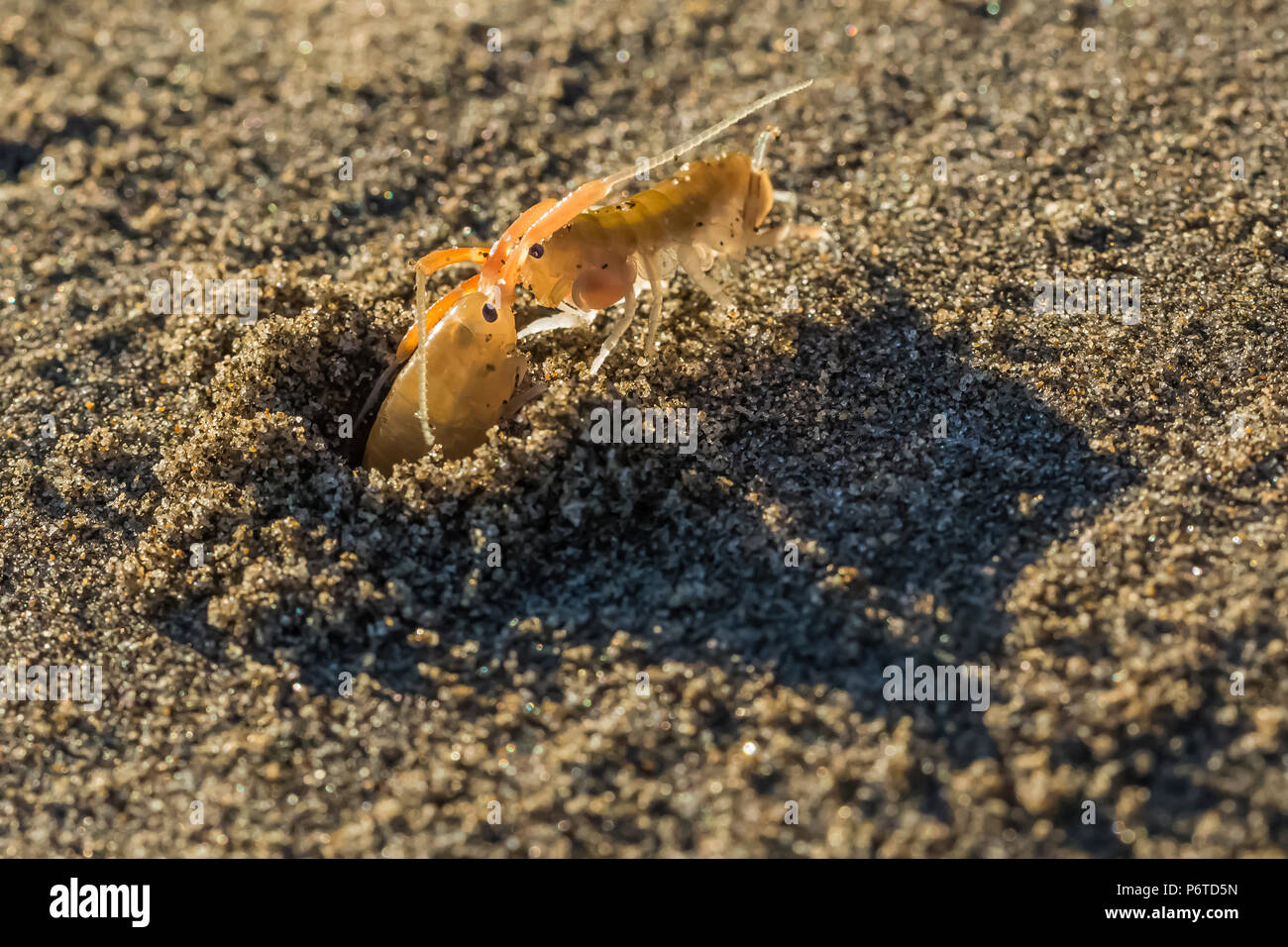 California Beach Flea, Megalorchestia californiana, males fighting over a burrow near the high tide line on Shi Shi Beach along the Pacific Ocean in O Stock Photo