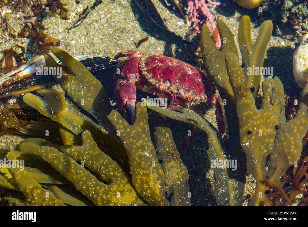 Red Crab, Cancer productus, in a tide pool at Point of Arches along the Pacific Ocean in Olympic National Park, Washington State, USA Stock Photo