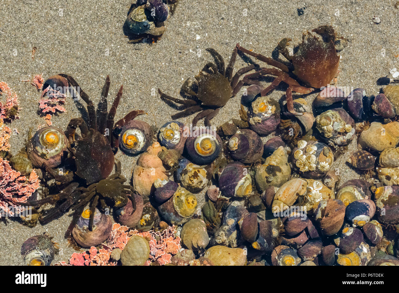 Northern Kelp Crabs, Pugettia producta, aka Spider Crab, in a tide pool