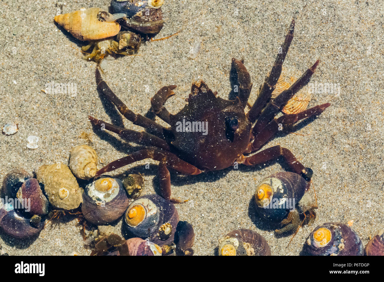 Crab In Kelp High Resolution Stock Photography and Images Alamy