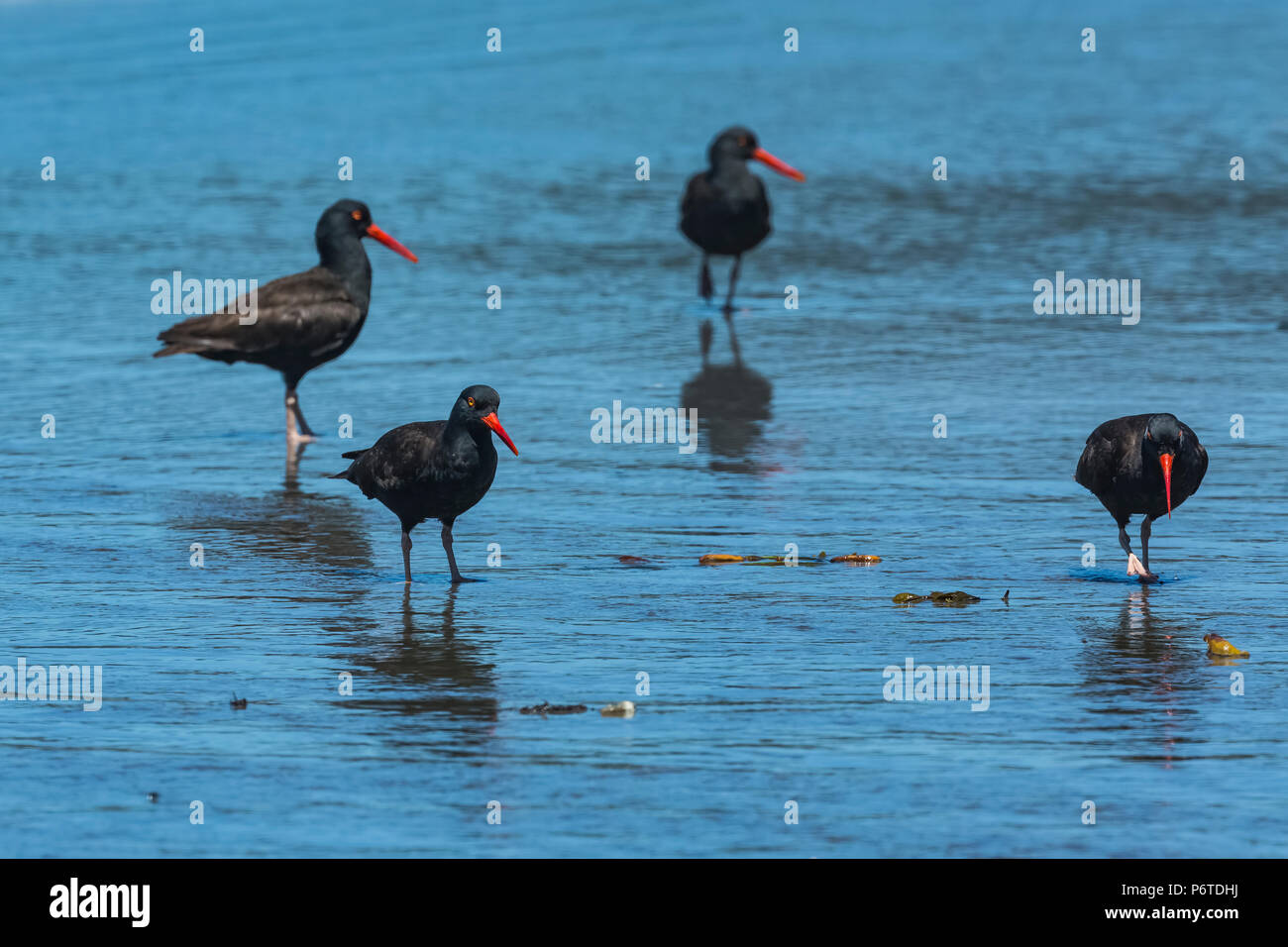 Black Oystercatcher, Haematopus bachmani, gathering at Willoughby Creek, a source of freshwater on Shi Shi Beach along the Pacific Ocean in Olympic Na Stock Photo