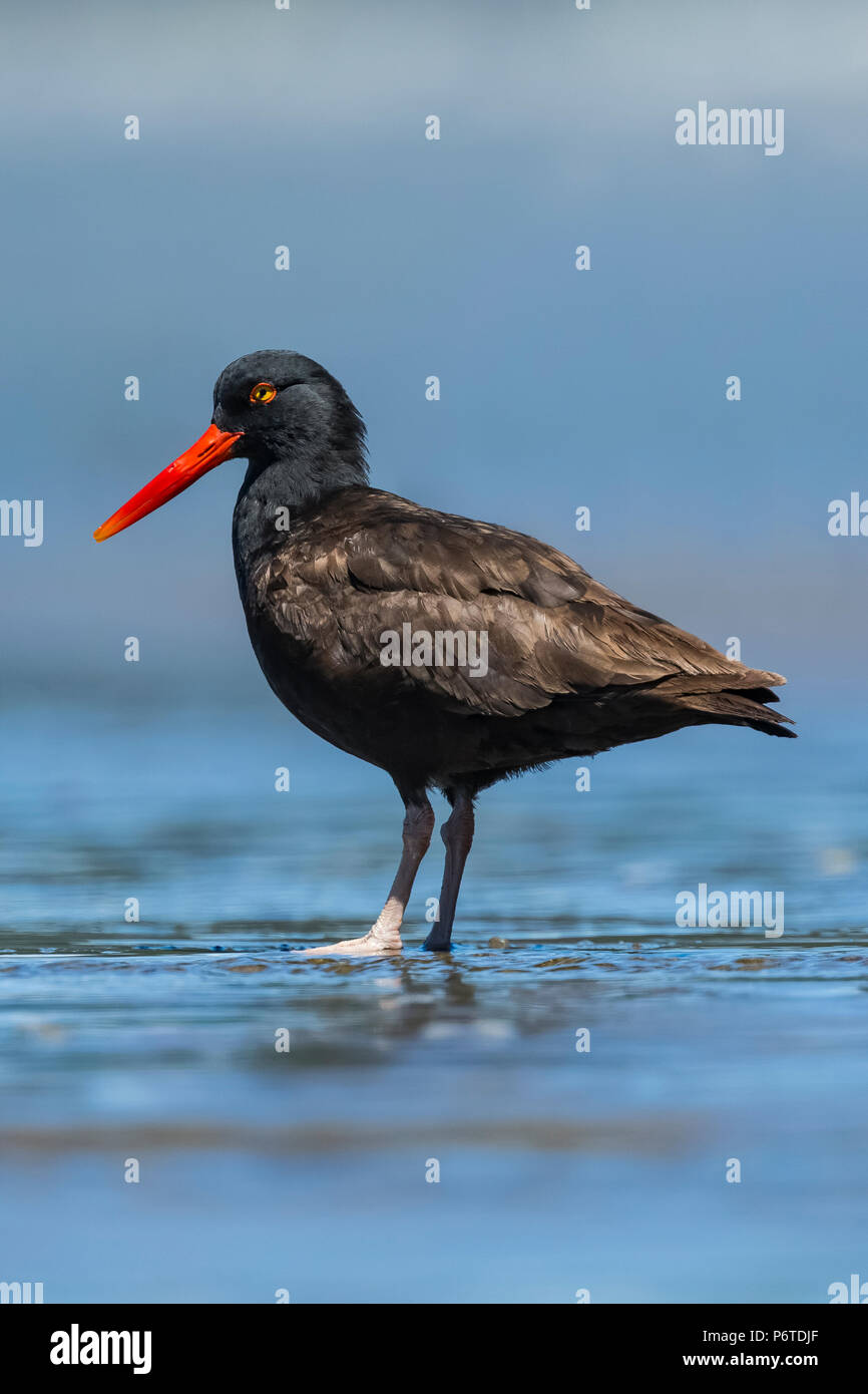 Black Oystercatcher, Haematopus bachmani, gathering at Willoughby Creek, a source of freshwater on Shi Shi Beach along the Pacific Ocean in Olympic Na Stock Photo