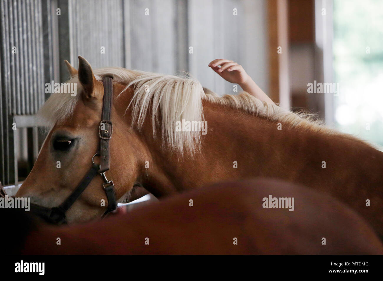 Oberoderwitz, horse is being scolded Stock Photo