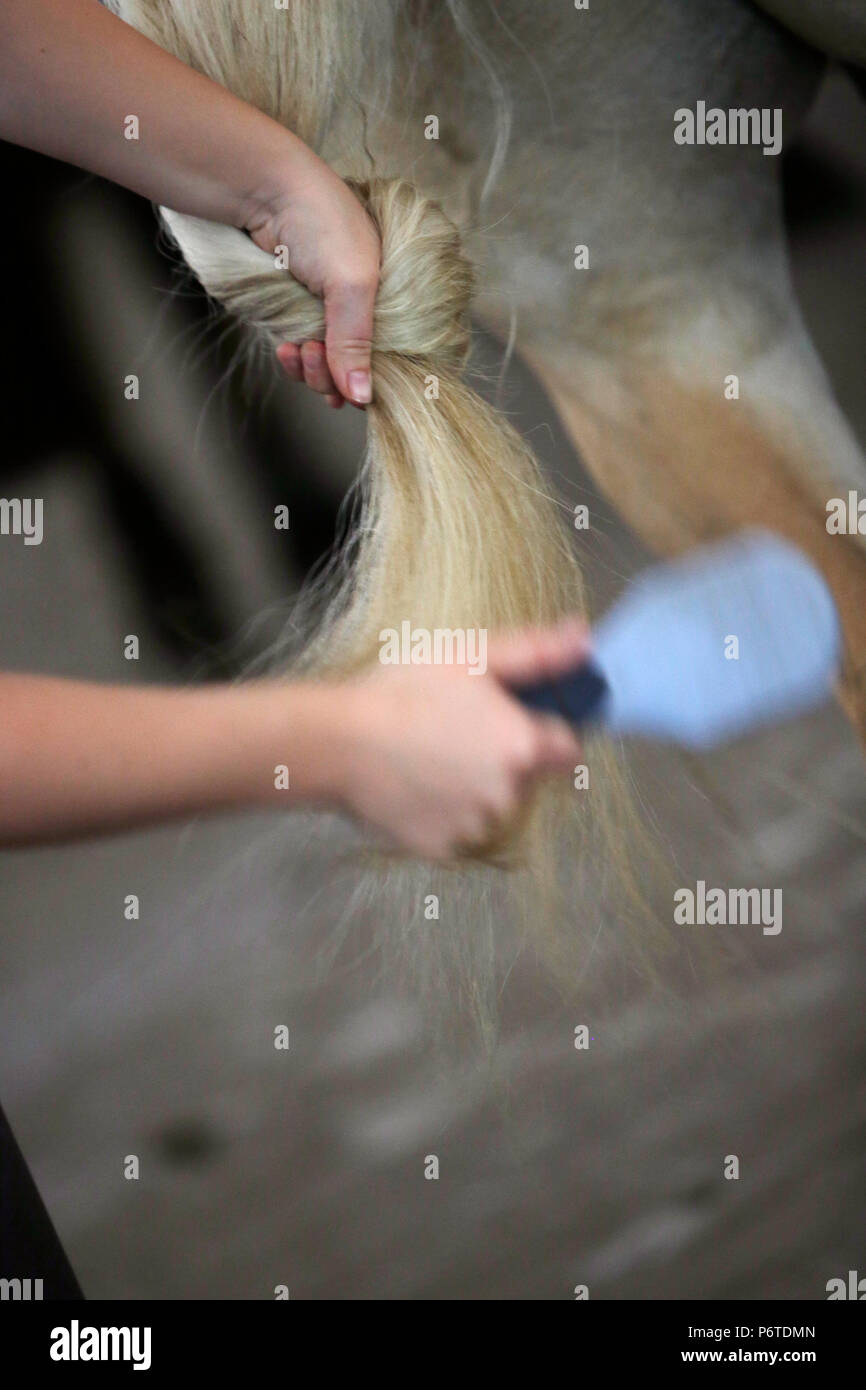 A horse being brushed hires stock photography and images Alamy