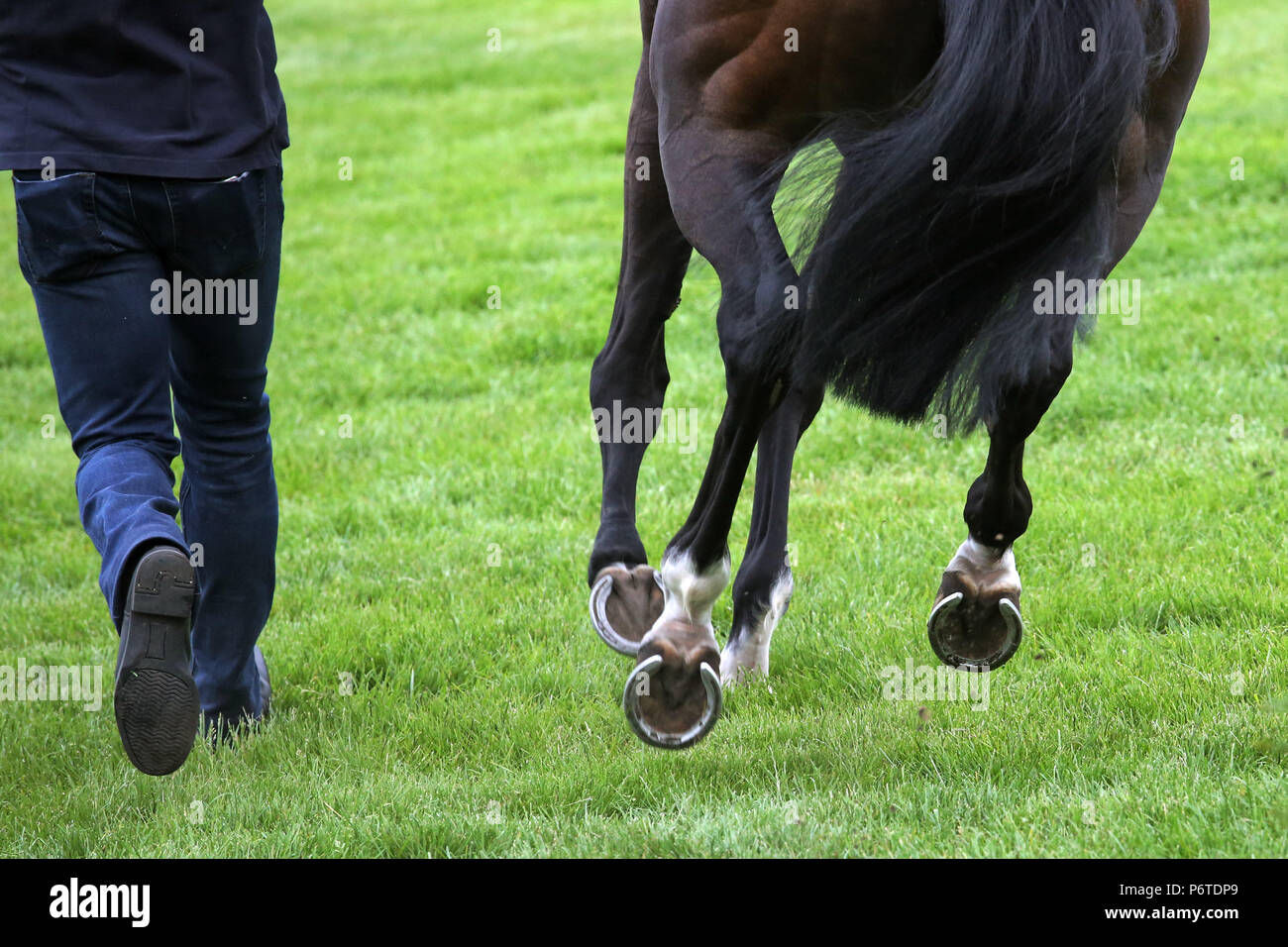 Hoppegarten, legs of horse and man in motion Stock Photo