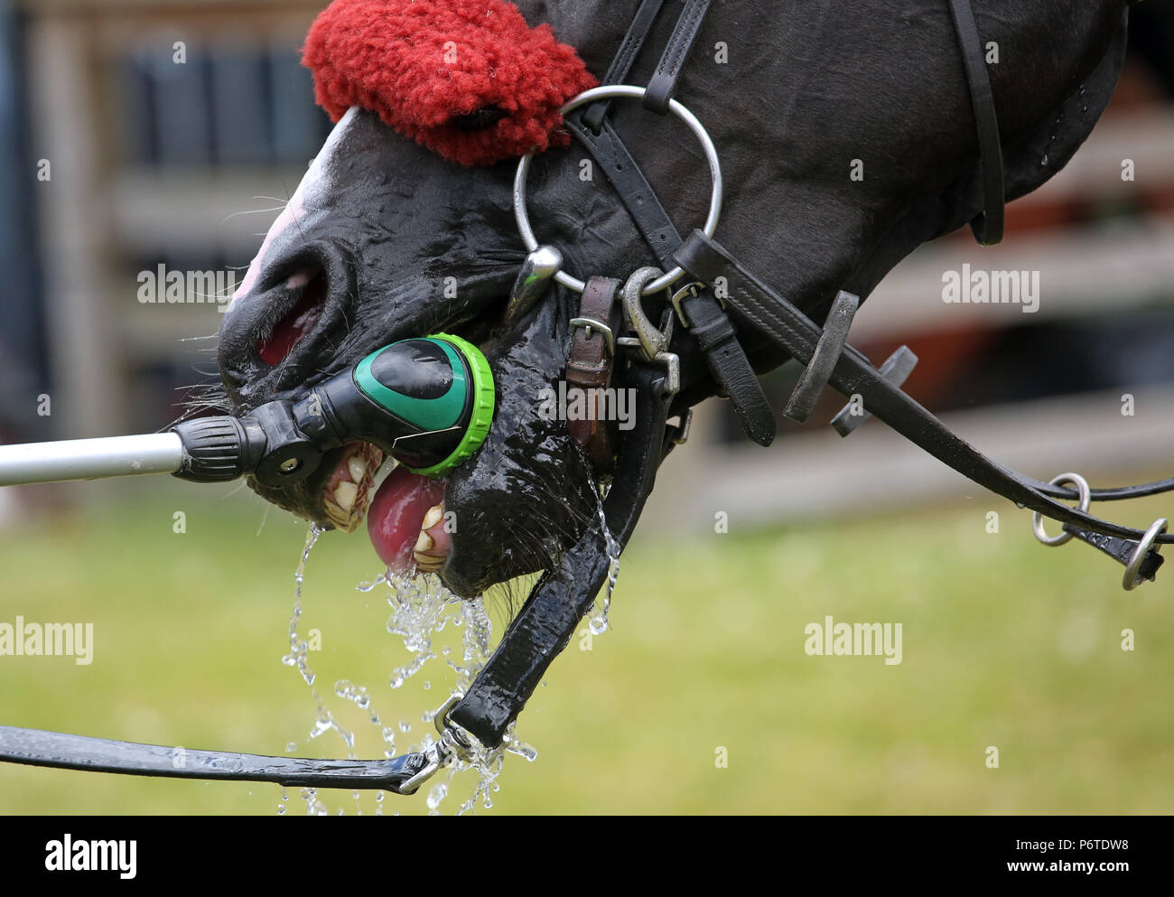 Dresden, close-up, horse drinks water from a spray gun Stock Photo