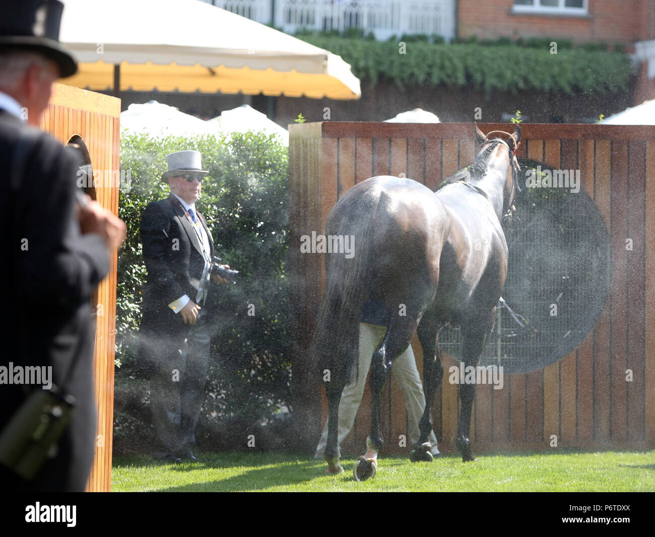 Royal Ascot, Horse cools down in front of a cooling fan Stock Photo
