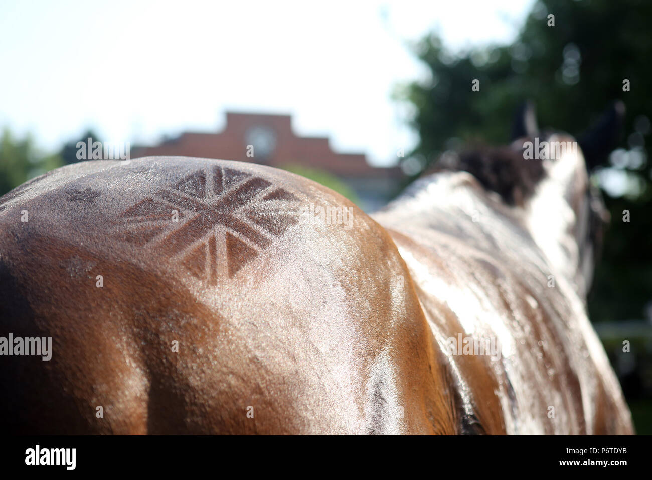 Horse union jack flag hires stock photography and images Alamy