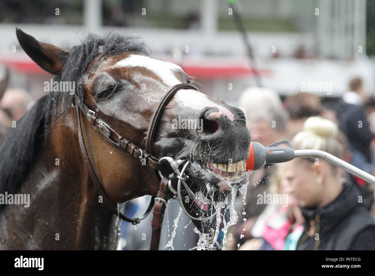 Hamburg, horse gets water from a shower head Stock Photo