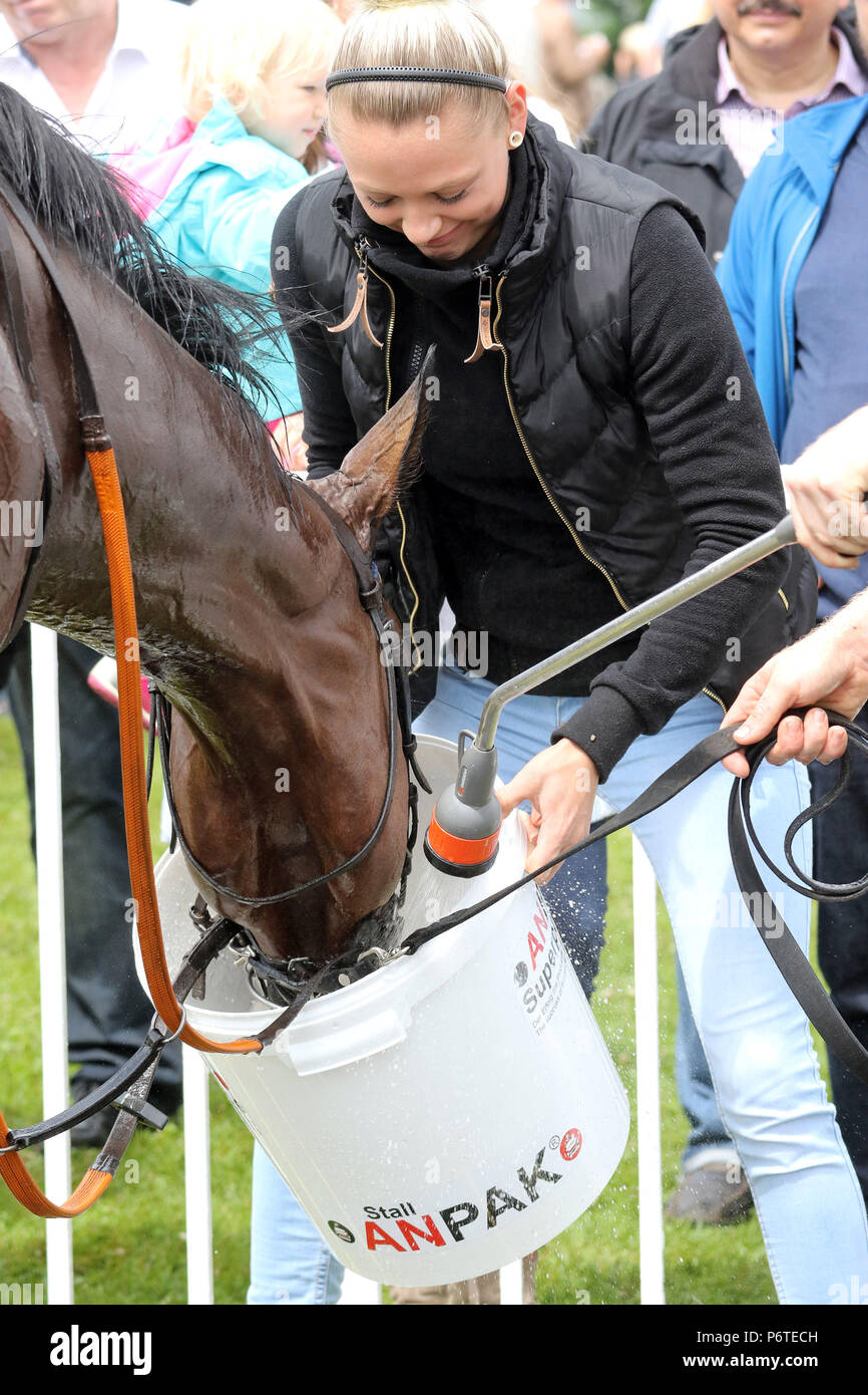 Hamburg, horse gets water from a bucket Stock Photo