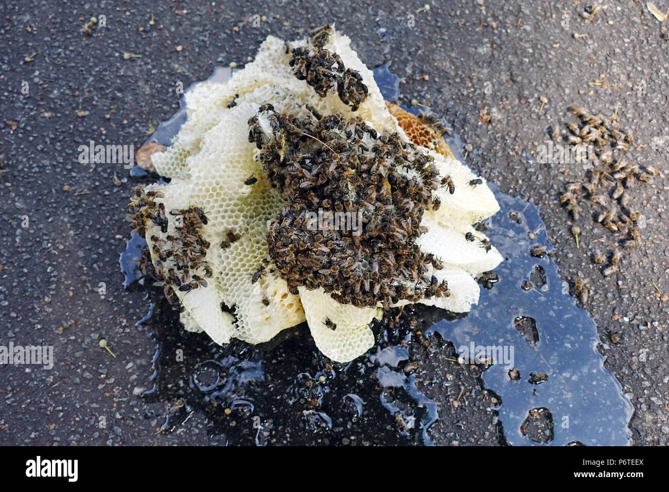 Hamburg, honeycomb honeycomb lying on asphalt Stock Photo