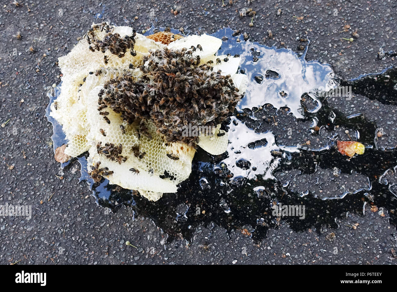 Hamburg, honeycomb honeycomb lying on asphalt Stock Photo