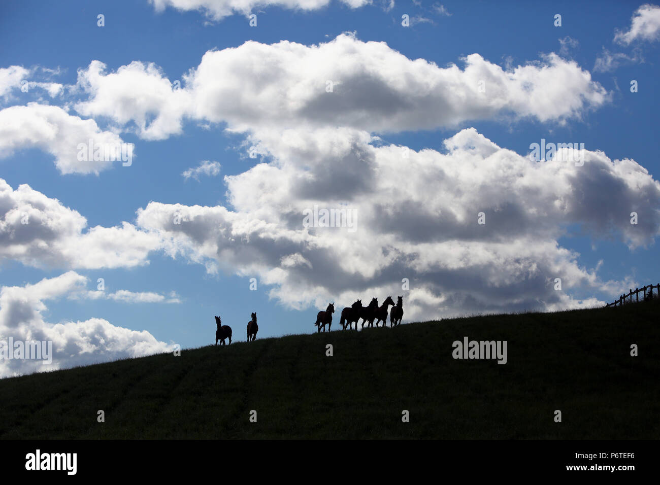 Studded Goerlsdorf, silhouette, horses in a pasture Stock Photo
