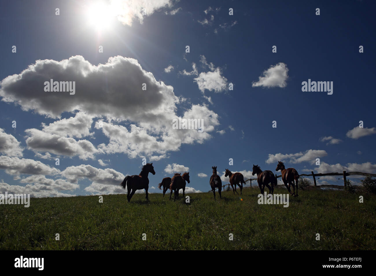 Studded Goerlsdorf, silhouette, galloping horses in a pasture Stock Photo