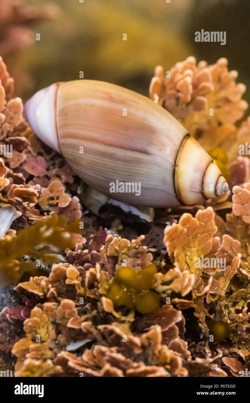 Dwarf Purple Olive, Olivella biplicata, shell probably occupied by a hermit crab, among Coralline Algae, at low tide at Point of Arches, along the Pac Stock Photo