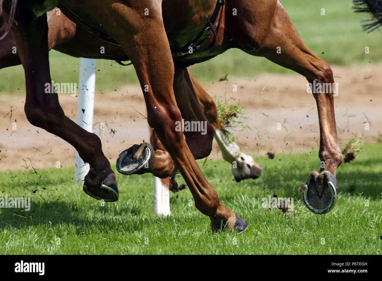 Hanover, horse legs galloping Stock Photo