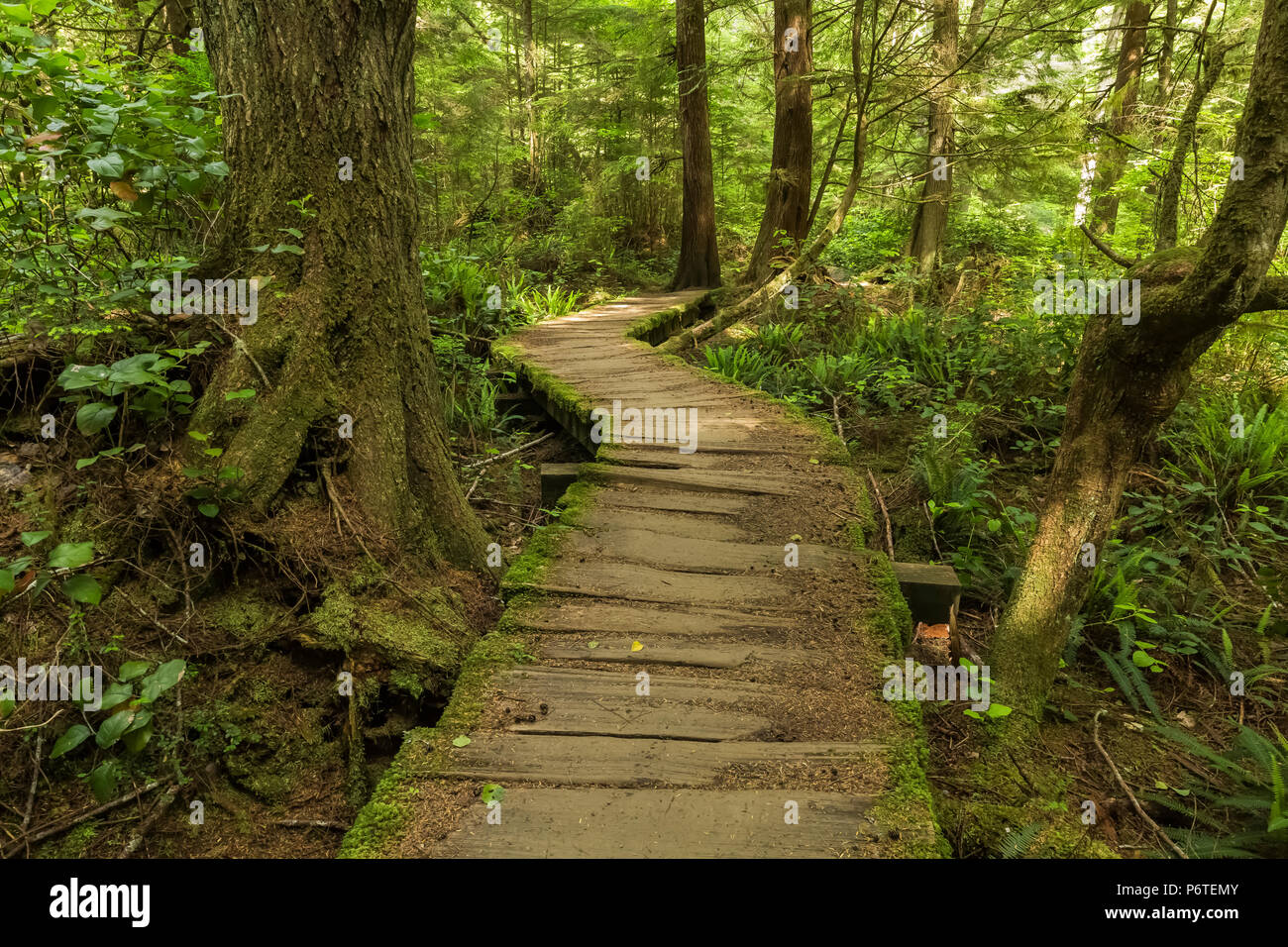 Boardwalk along the trail through the Makah Reservation forest on the way to Shi Shi Beach in Olympic National Park, Washington State, USA Stock Photo