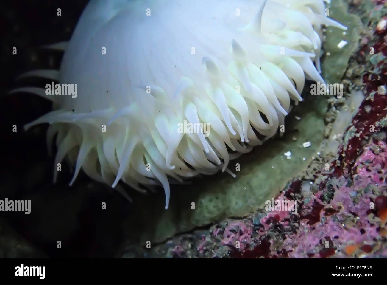 Giant Green Anemone, Anthopleura xanthogrammica, lacking algae in a dark microhabitat so it appears white, at Point of Arches along the Pacific Ocean  Stock Photo