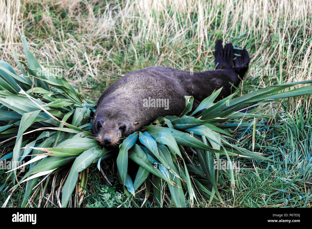 New Zealand fur seal resting on top of flax bush at Cape Palliser seal colony, Wairarapa, New Zealand Stock Photo