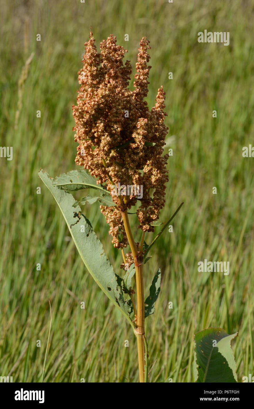 Summer yellow dock plant or rumex crispus with fruit growing in grass