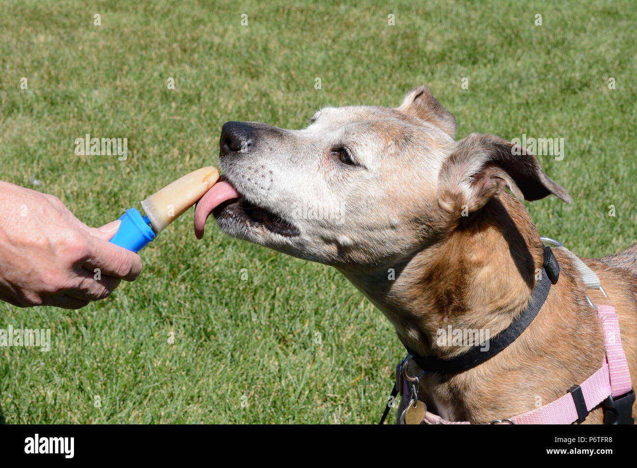 Older senior boxer mix dog licking homemade peanut butter ice popsicle on hot summer day Stock Photo
