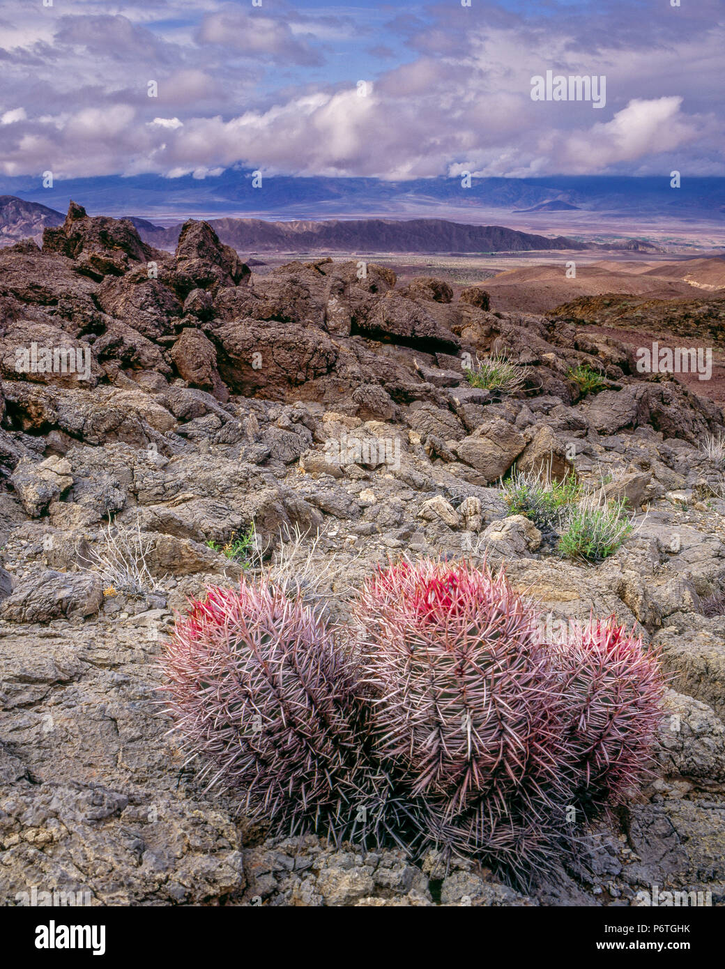 Cottontops, Echinocactus polycephalus, Echo Canyon, Death Valley National Park, California Stock Photo