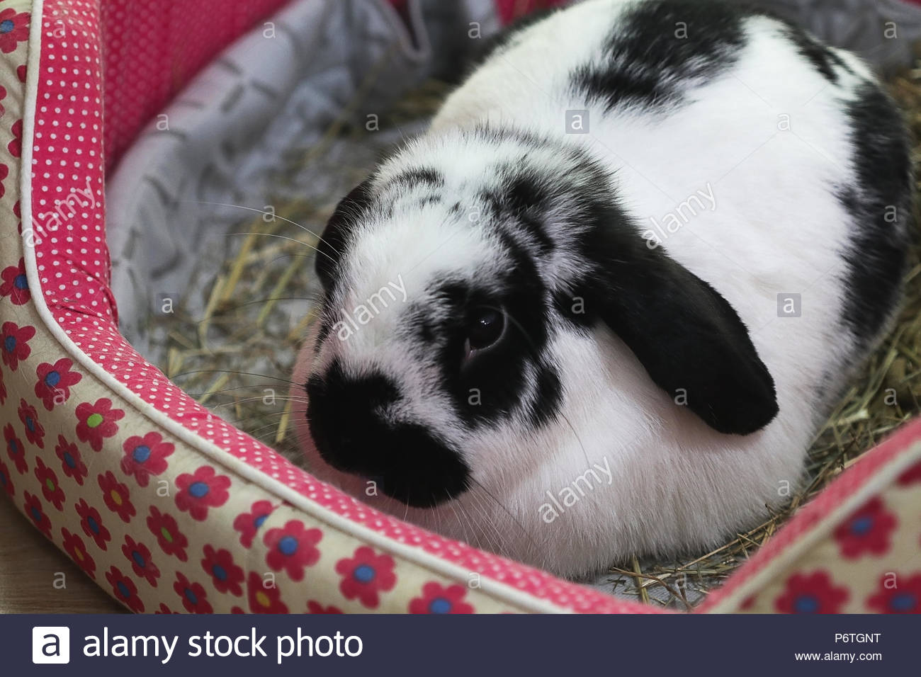 holland lop black