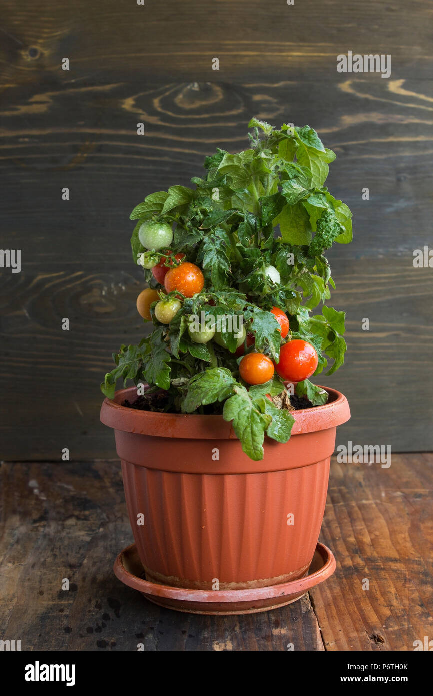 Cherry Tomatoes in a Pot. Stock Photo