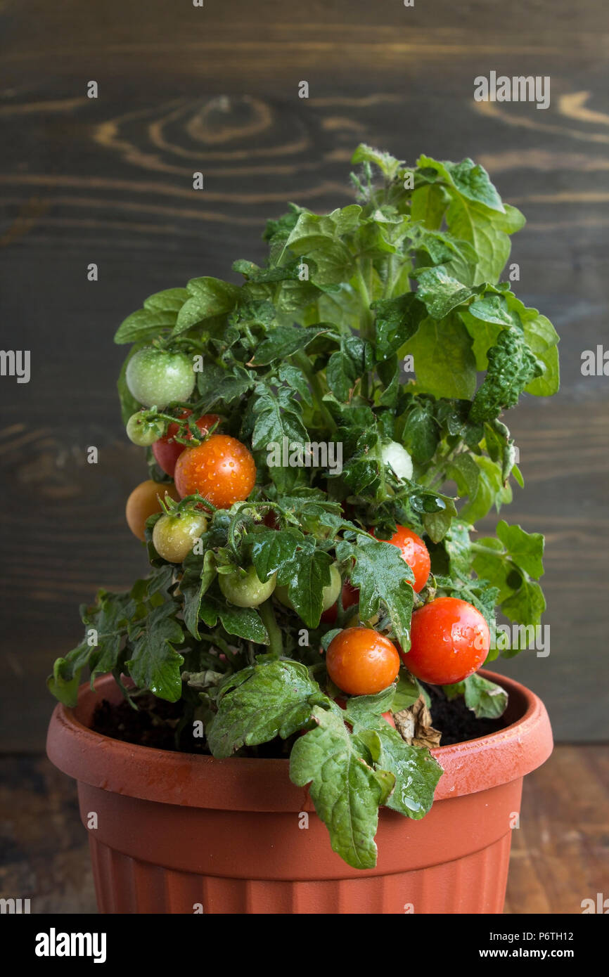 Cherry Tomatoes in a Pot. Stock Photo