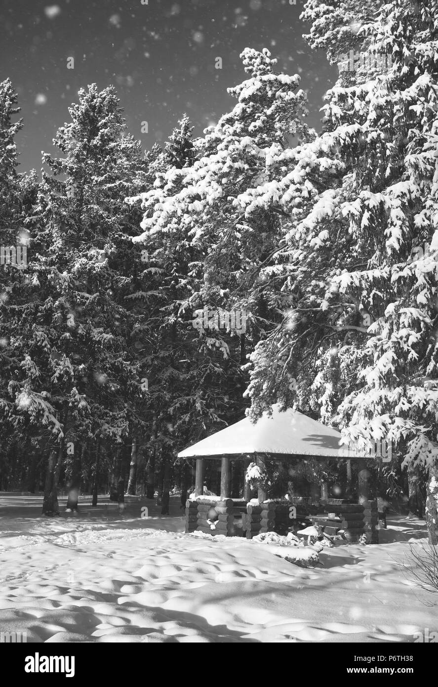 monochrome wooden gazebo in the forest in winter sunny day Stock Photo ...