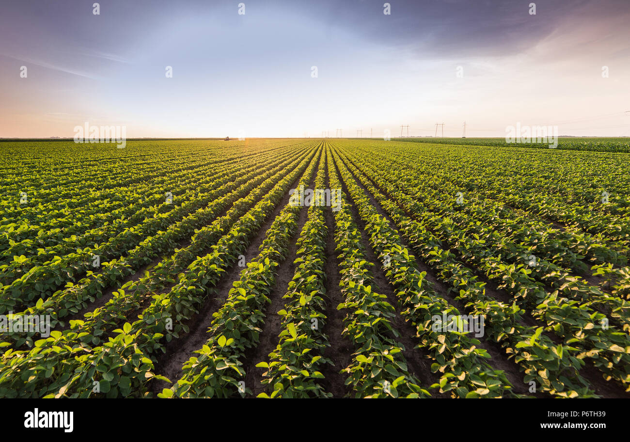 Soybean field ripening at spring season Stock Photo - Alamy