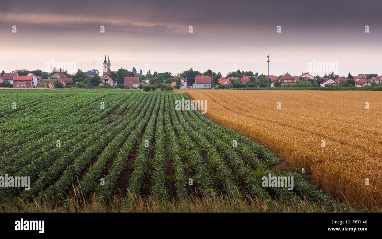 Young ripening green wheat in hi-res stock photography and images - Alamy