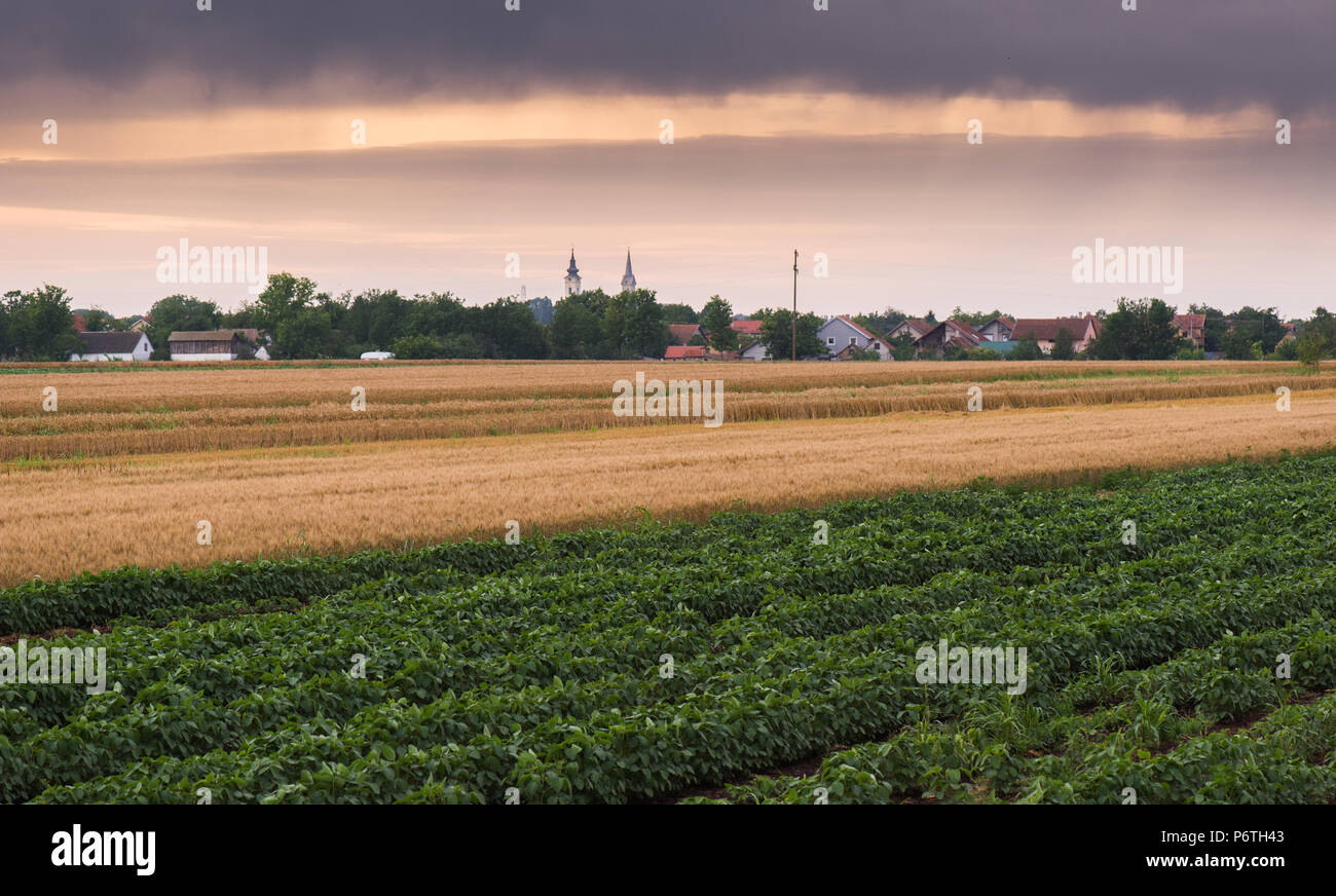 Young ripening green wheat in hi-res stock photography and images - Alamy