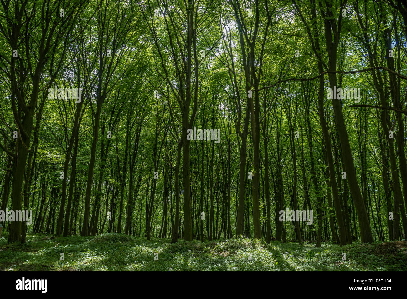 Trees of green forest background Stock Photo - Alamy