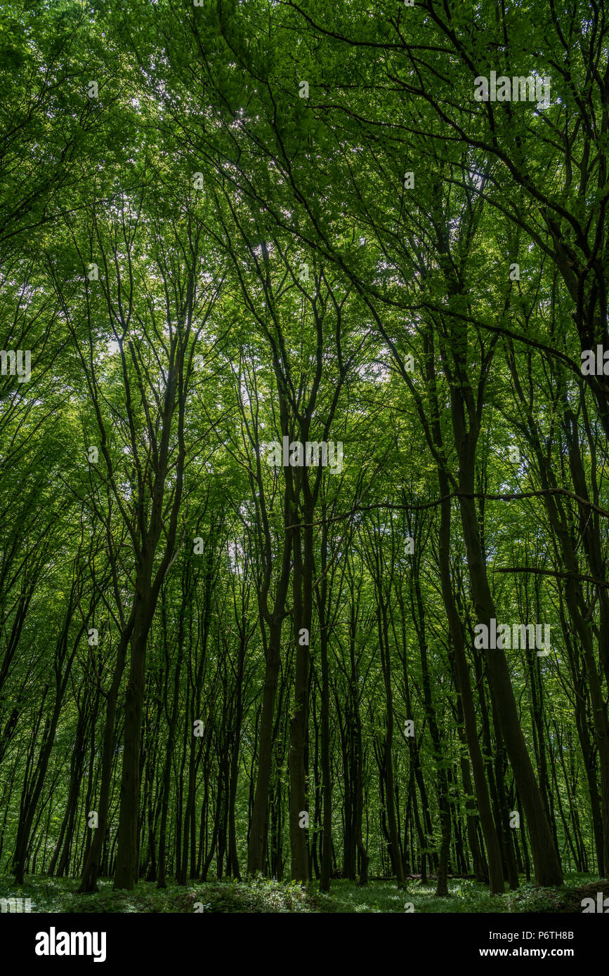Trees of green forest background Stock Photo - Alamy
