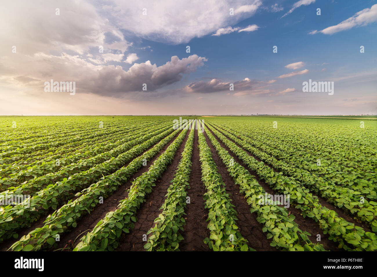 Soybean field ripening at spring season Stock Photo - Alamy