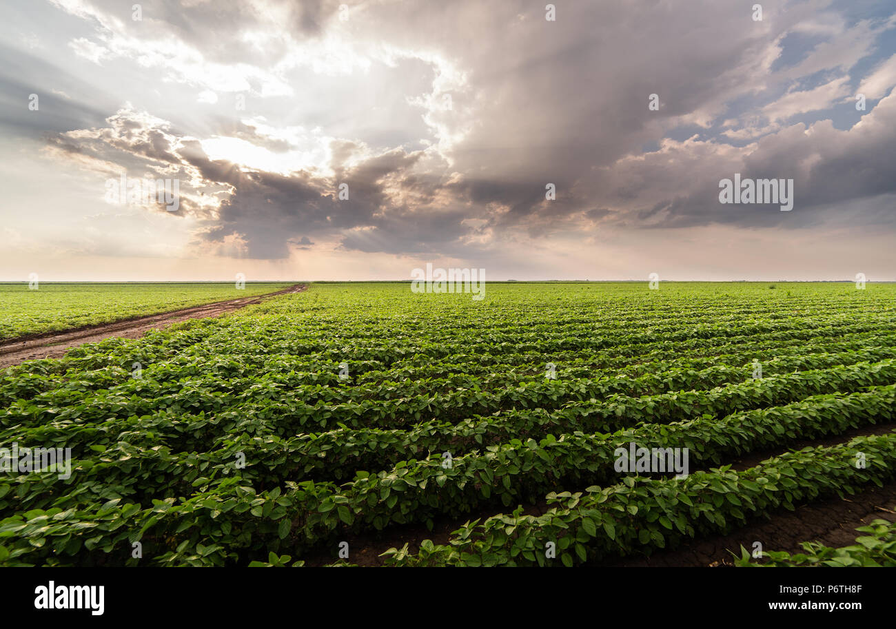 Soybean field ripening at spring season Stock Photo - Alamy
